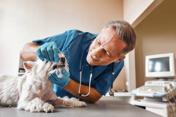 Best After-Hours Dental Care in Nevada City, CA